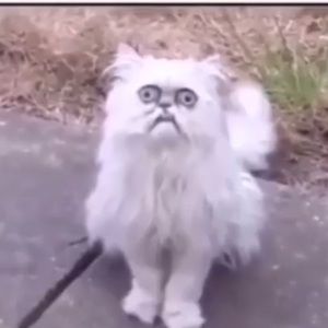 Meet your Posher, Ian